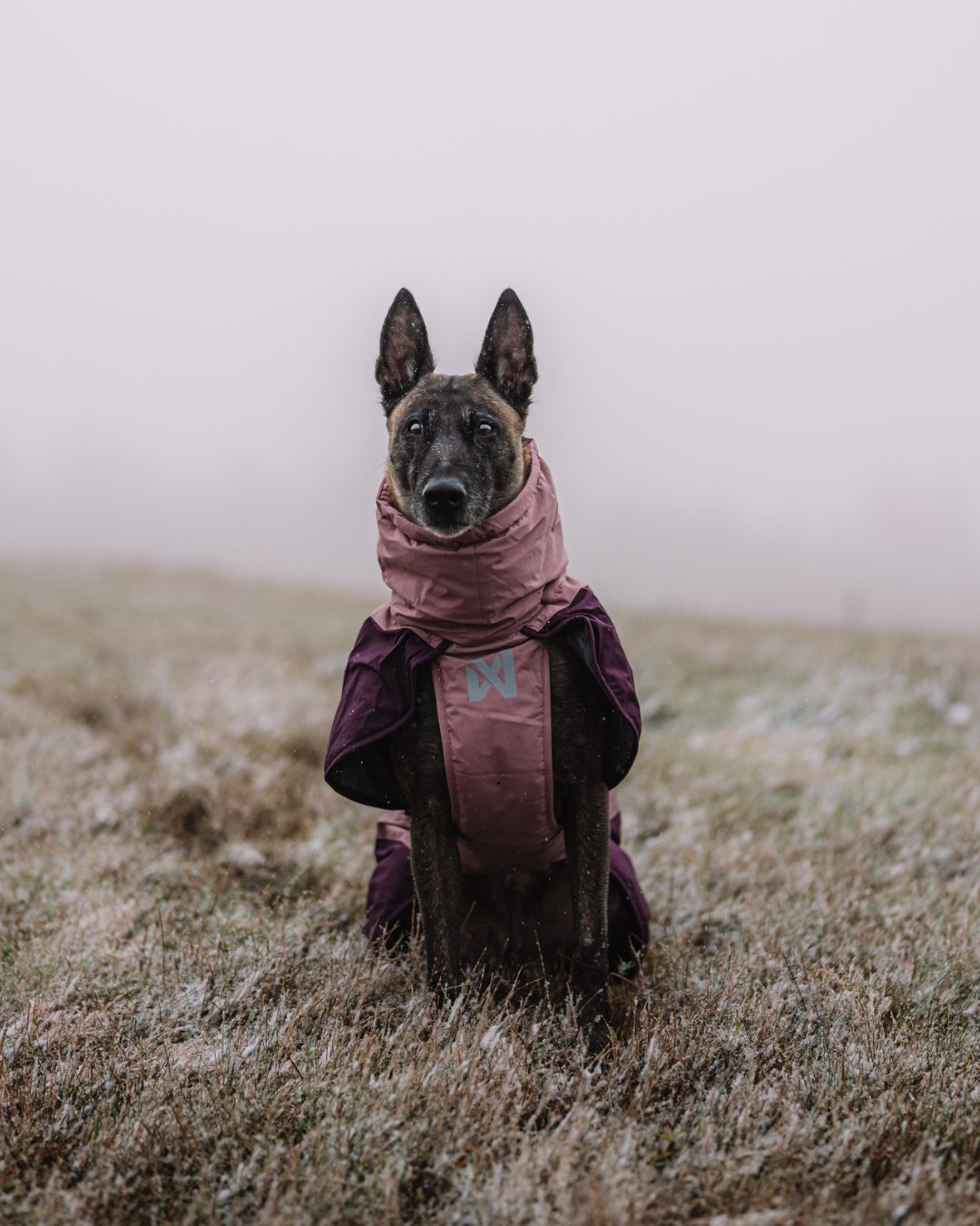 Glacier 2.0 dog jacket